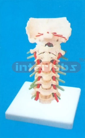 DELUXE CERVICAL MODEL WITH ARTERIES & NERVES BY PLANTED SEPERATION.